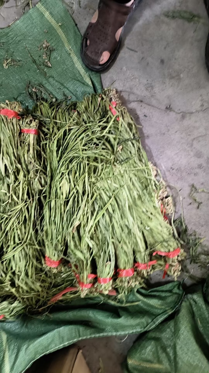 亳州特产。贡菜。