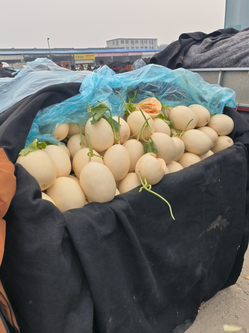 山东莘县红金蜜甜瓜大量上市了，脆甜可口，产地直供