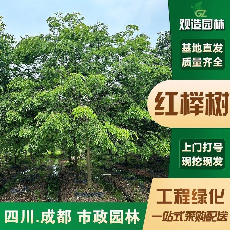 乔木红榉树苗四川工程行道树大型景观绿化苗木朴树丛生榉树大