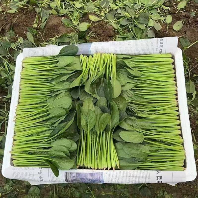 内蒙菠菜