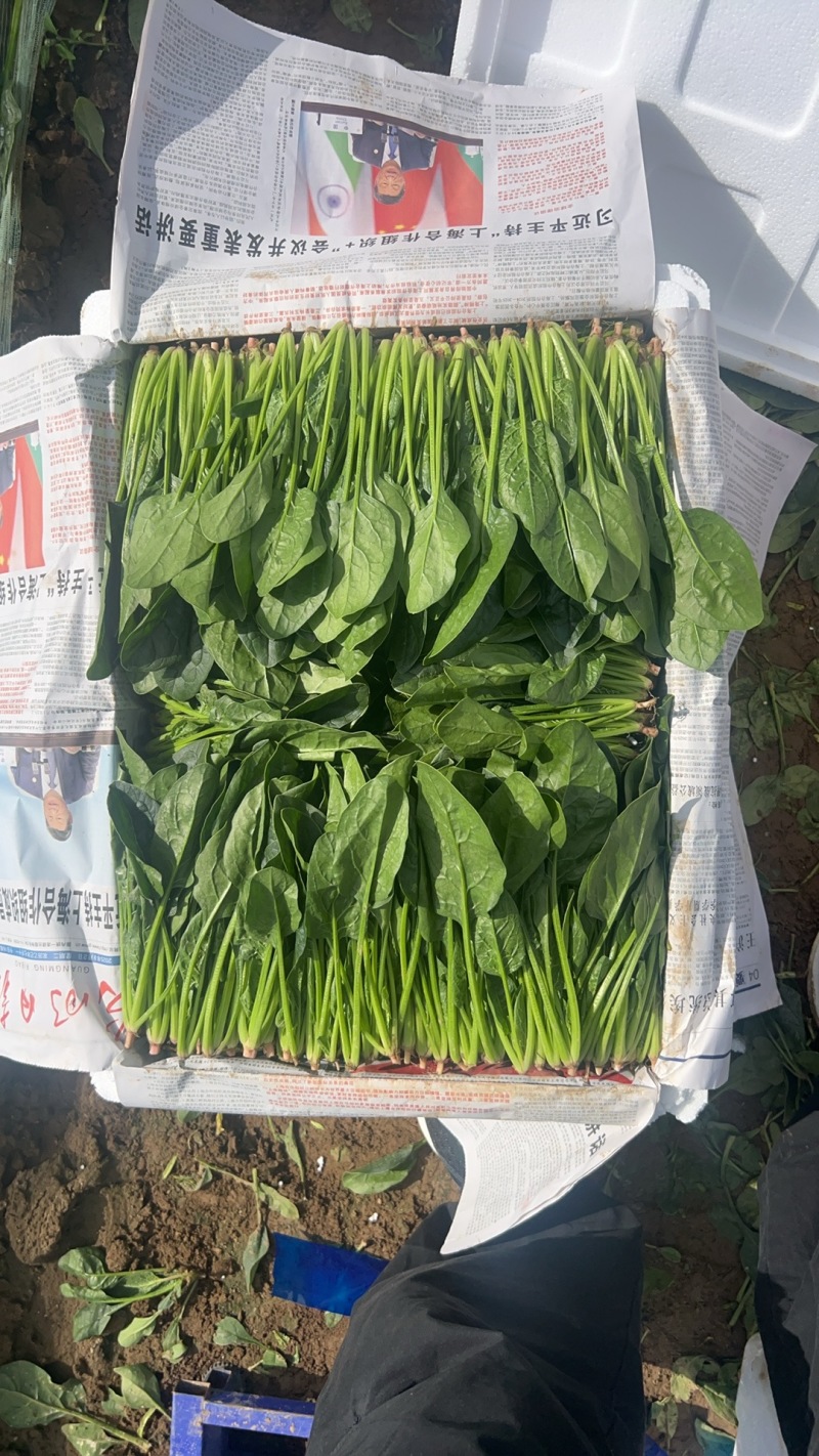 内蒙菠菜