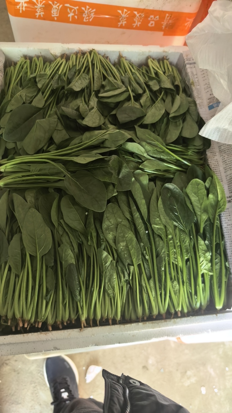 内蒙菠菜