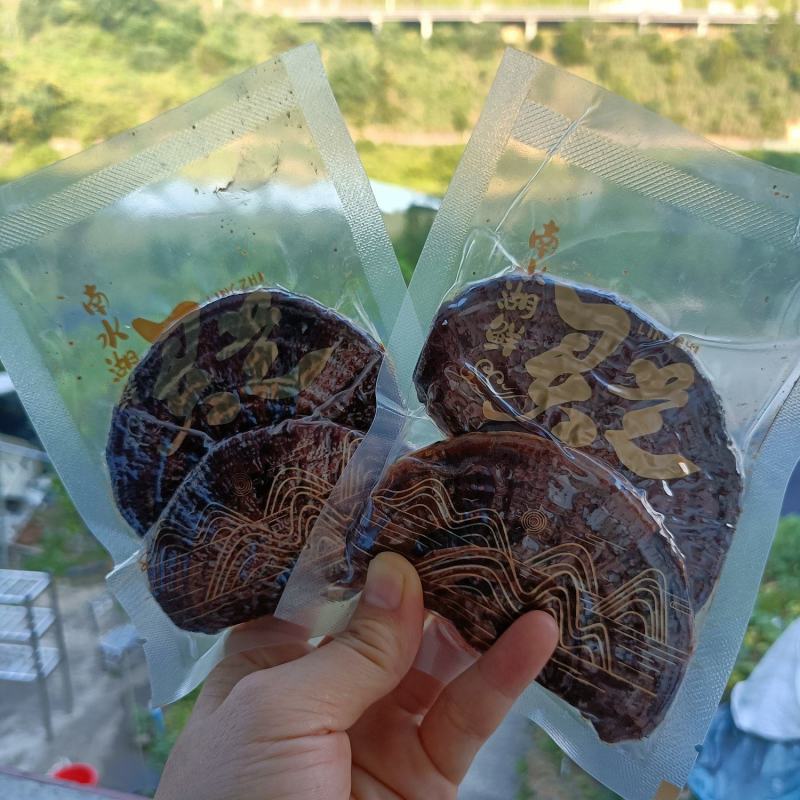 鲜灵芝赤灵芝新鲜发货