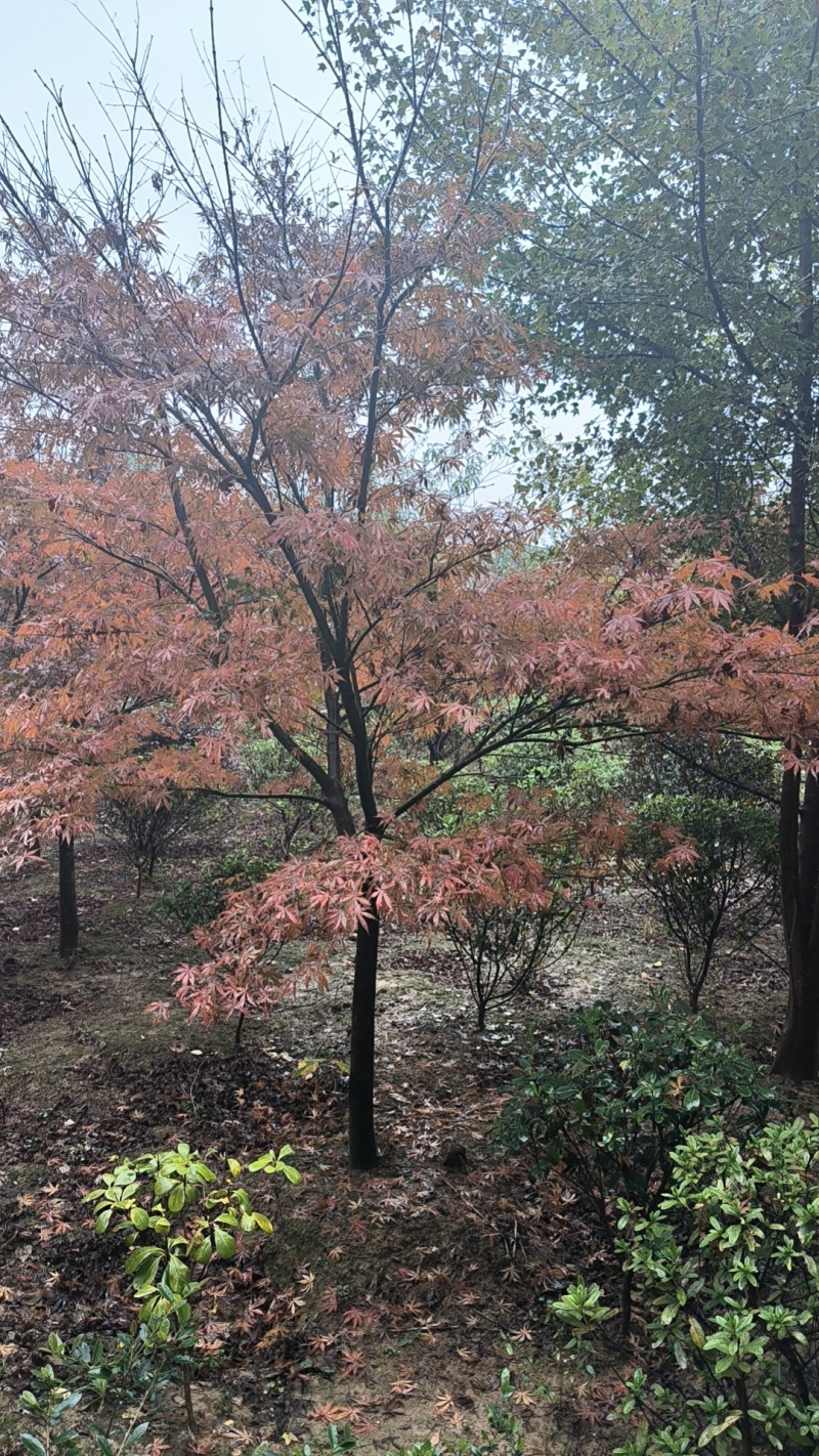 红枫