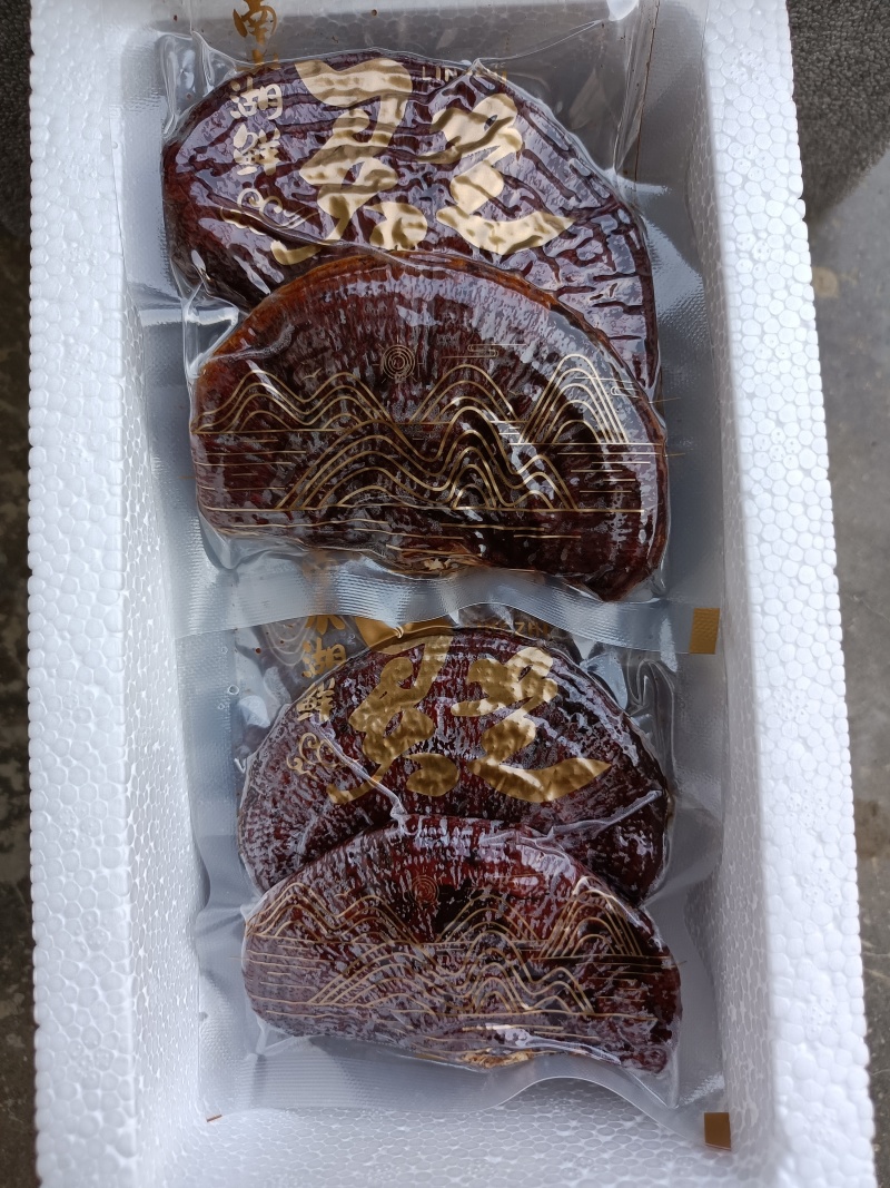 鲜灵芝赤灵芝新鲜发货