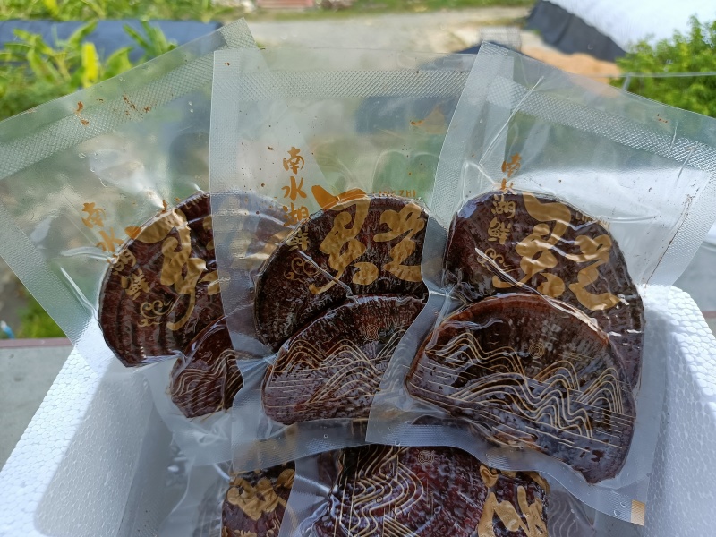 鲜灵芝赤灵芝新鲜发货