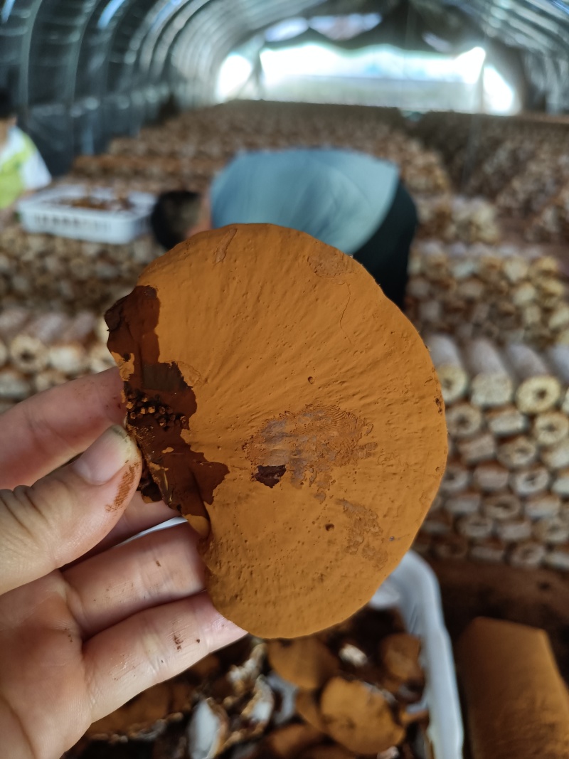 鲜灵芝赤灵芝新鲜发货