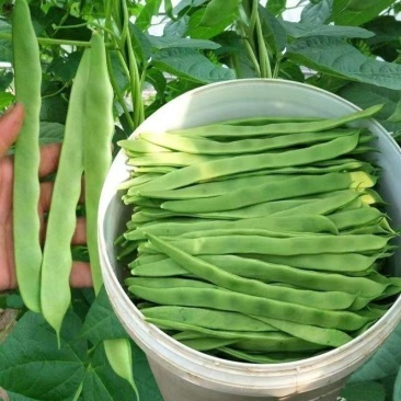 莘县中国蔬菜**县扁豆常年供货全国批发源头直供，专车专送