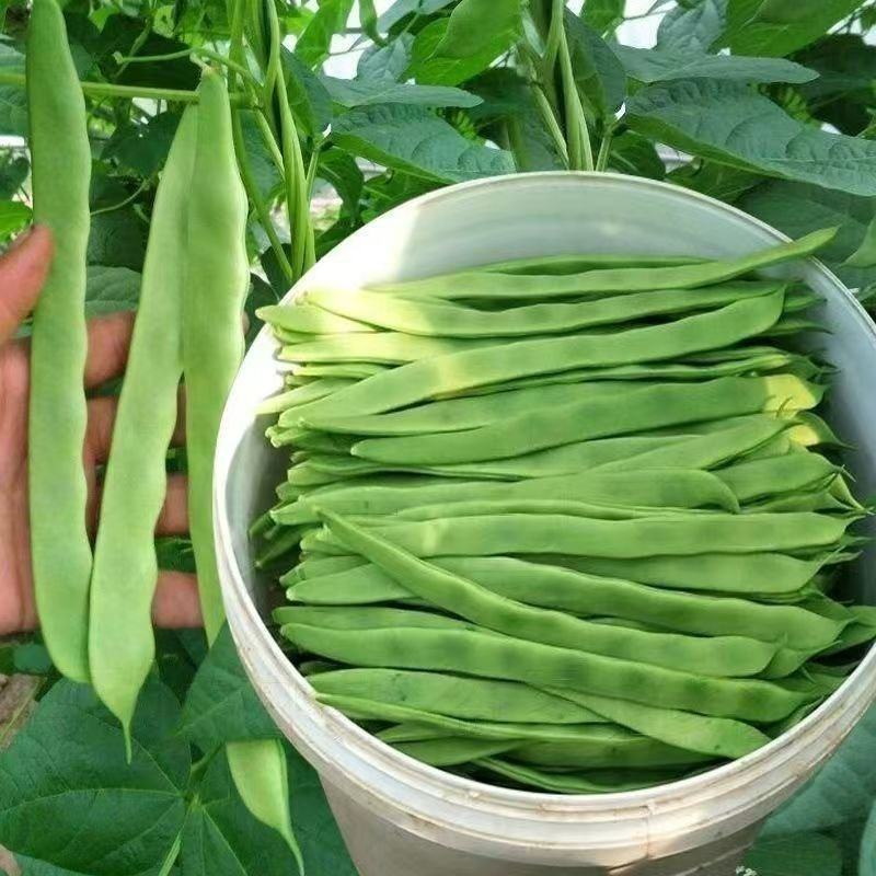 莘县中国蔬菜**县扁豆常年供货全国批发源头直供，专车专送