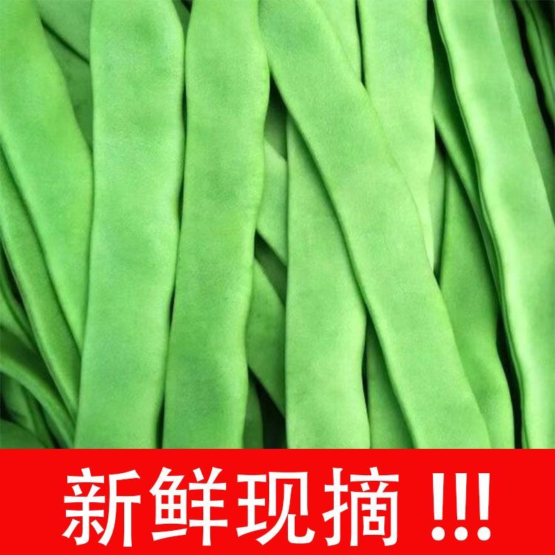 莘县中国蔬菜**县扁豆常年供货全国批发源头直供，专车专送