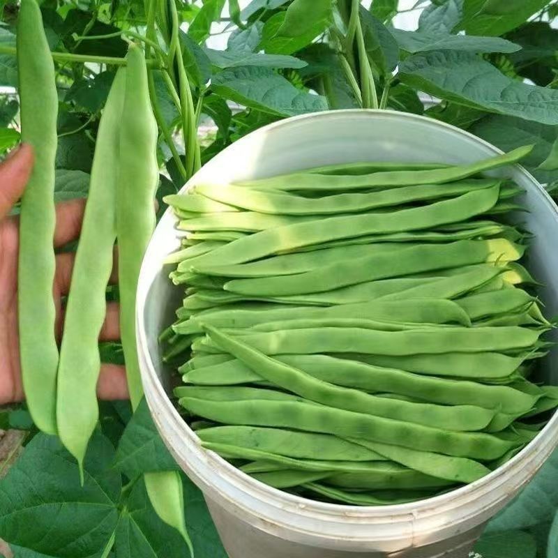 莘县中国蔬菜**县扁豆常年供货全国批发源头直供，专车专送