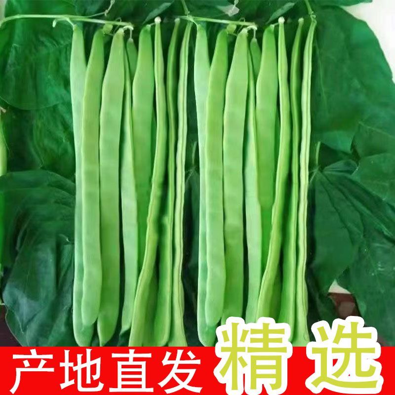 莘县中国蔬菜**县扁豆常年供货全国批发源头直供，专车专送