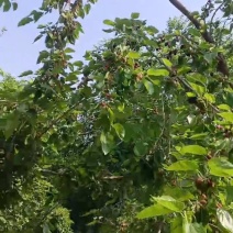 黑桑葚，现货，通过，榨汁，药食双用，日产量几十吨。欢迎各