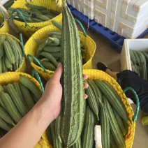 产地直发八角丝瓜量大从优