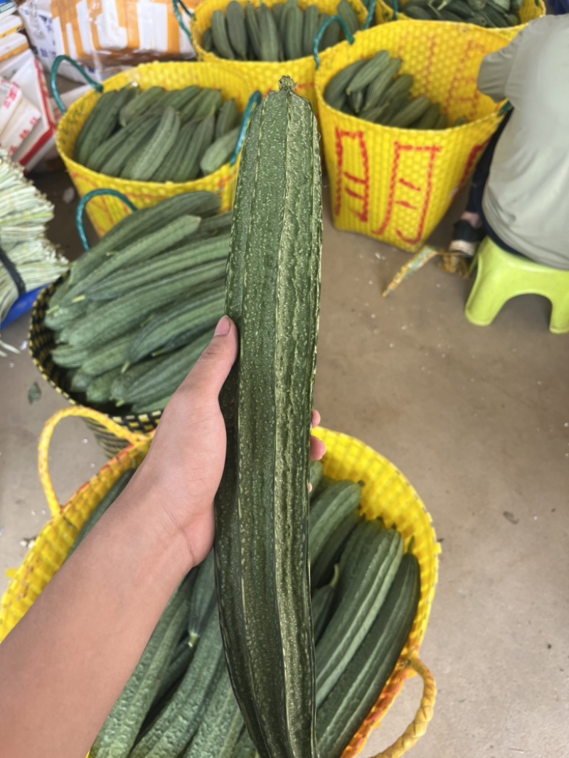 产地直发八角丝瓜量大从优