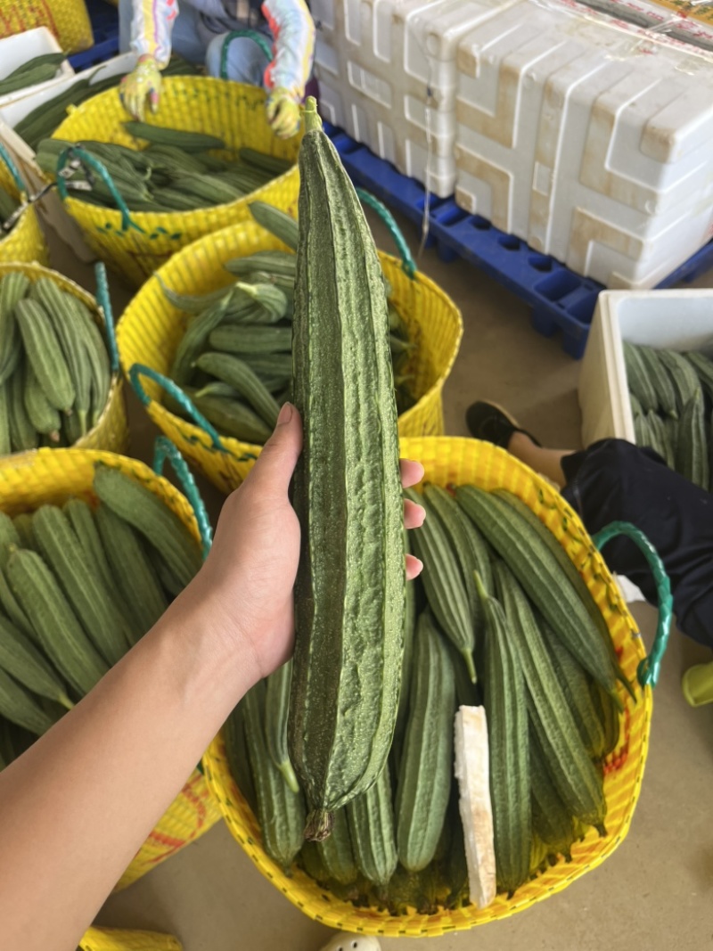 产地直发八角丝瓜量大从优