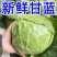 中国蔬菜第一县莘县优质圆甘蓝，源头直供，欢迎老板订购