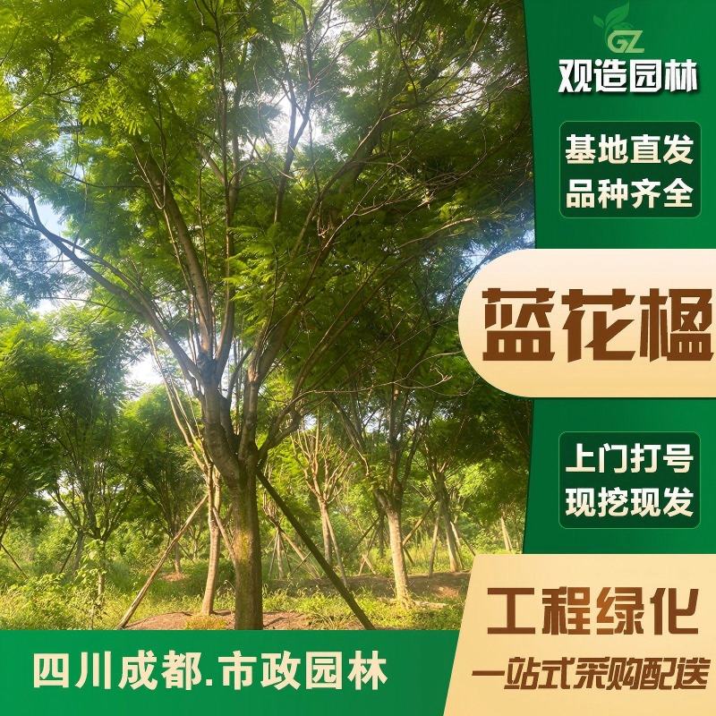 蓝花楹树四川园林工程树绿化树合欢树苗木桂花树庭院别墅行道