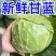 中国蔬菜第一县莘县优质圆甘蓝，源头直供，欢迎老板订购
