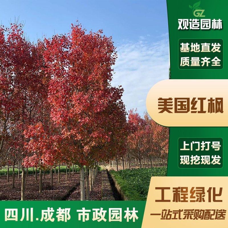 美国红枫树苗红冠地栽日本红枫红舞姬庭院绿化苗木观赏风景树