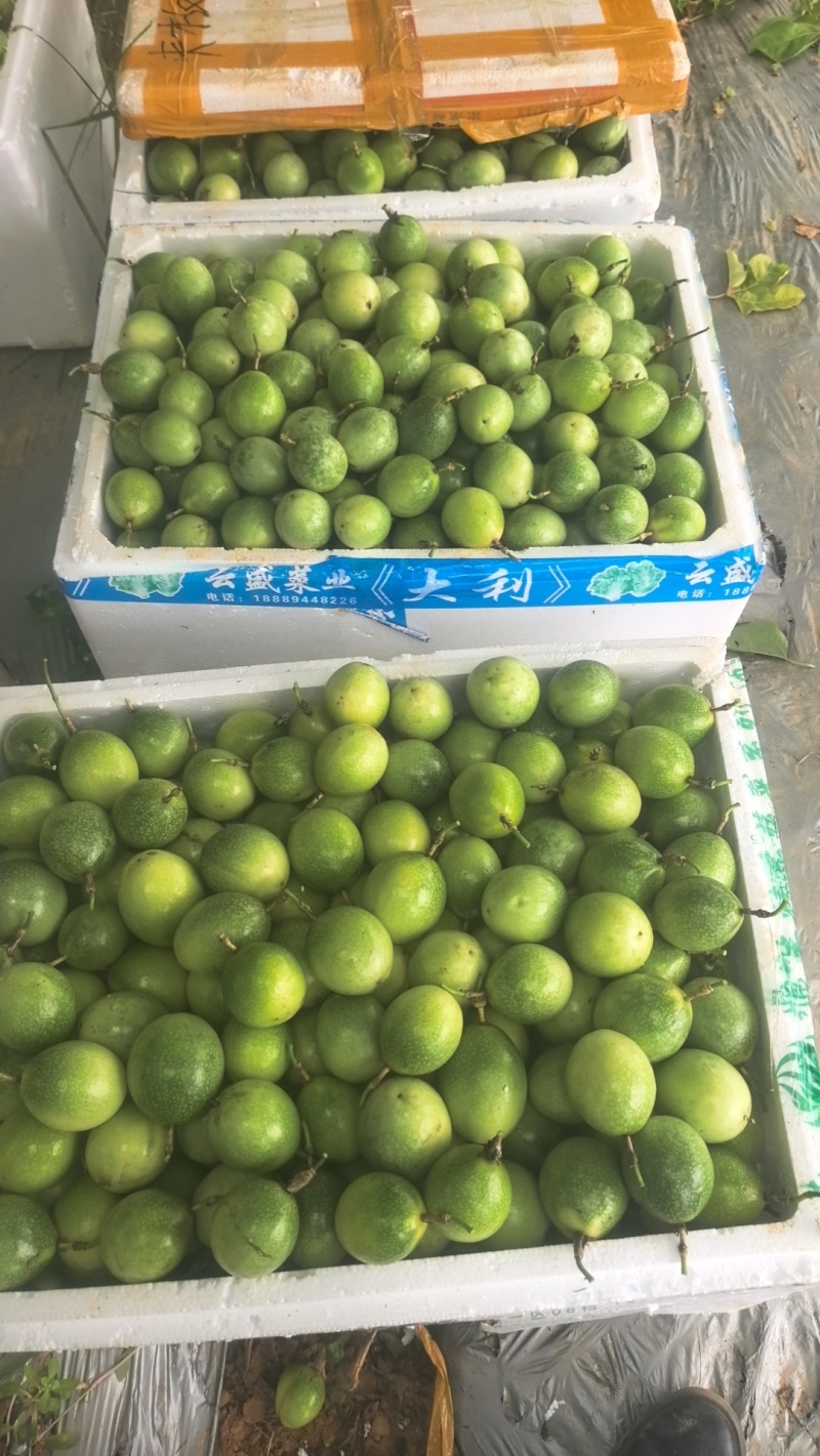 钦蜜9号百香果电商货市场货批发代发，欢迎长期合作