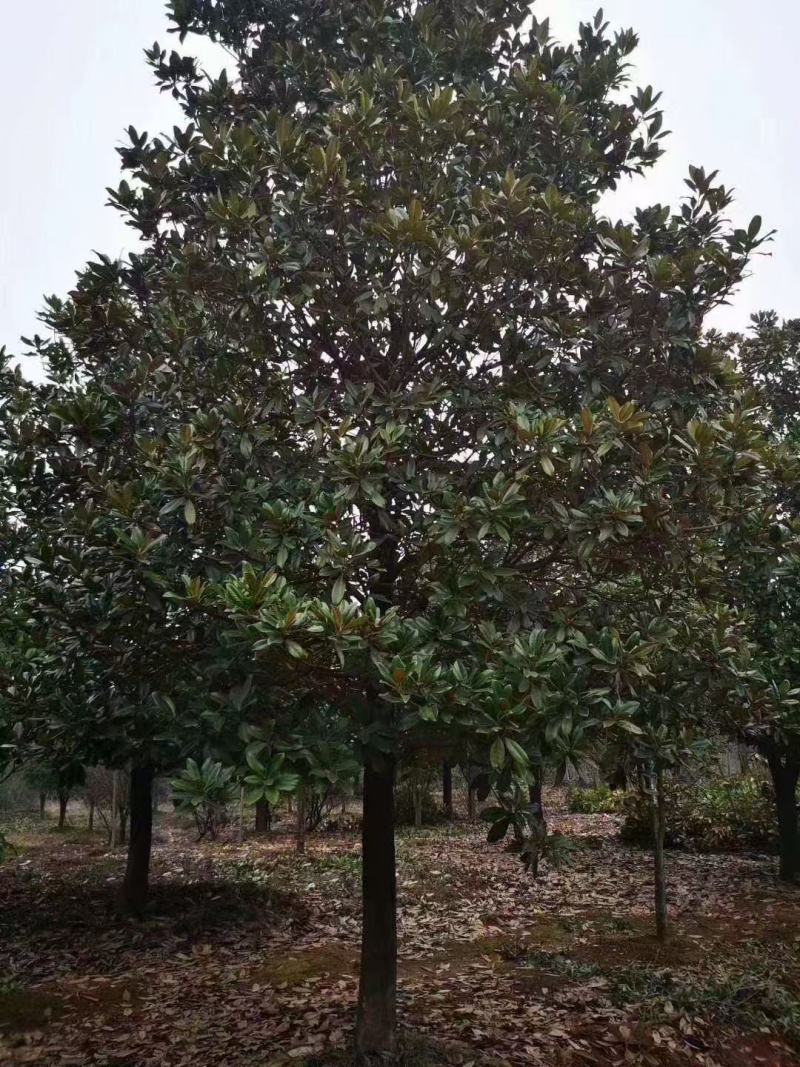 15公分精品广玉兰，处理价！基地直销，物美价廉，假一赔三