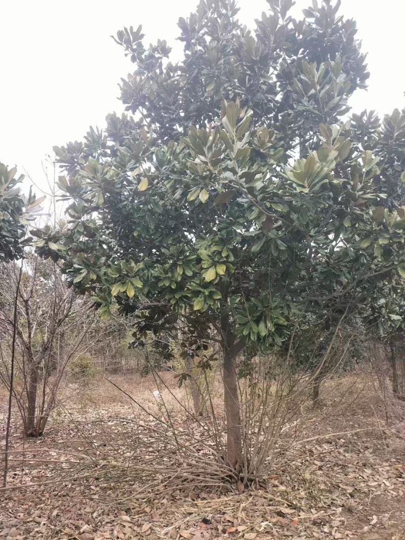 15公分精品广玉兰，处理价！基地直销，物美价廉，假一赔三