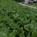 威宁高山四月清芥菜漏天种植现砍现发产地直发