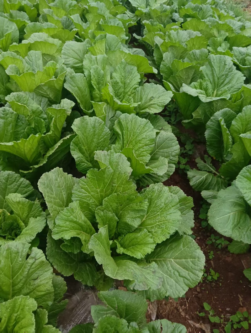 威宁高山四月清芥菜漏天种植现砍现发产地直发