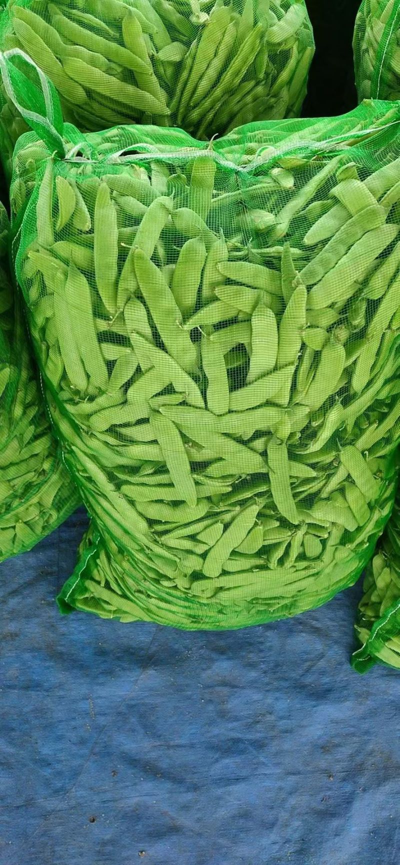 吉林豆角高质量油豆角，蔬菜之乡，产地直发。