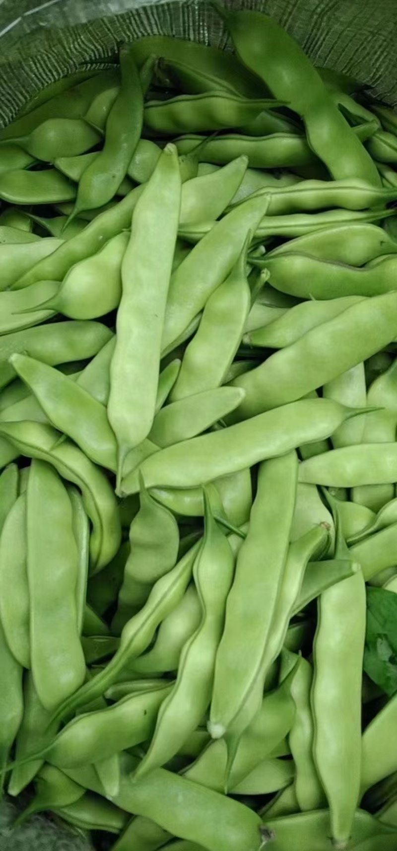 吉林豆角高质量油豆角，蔬菜之乡，产地直发。