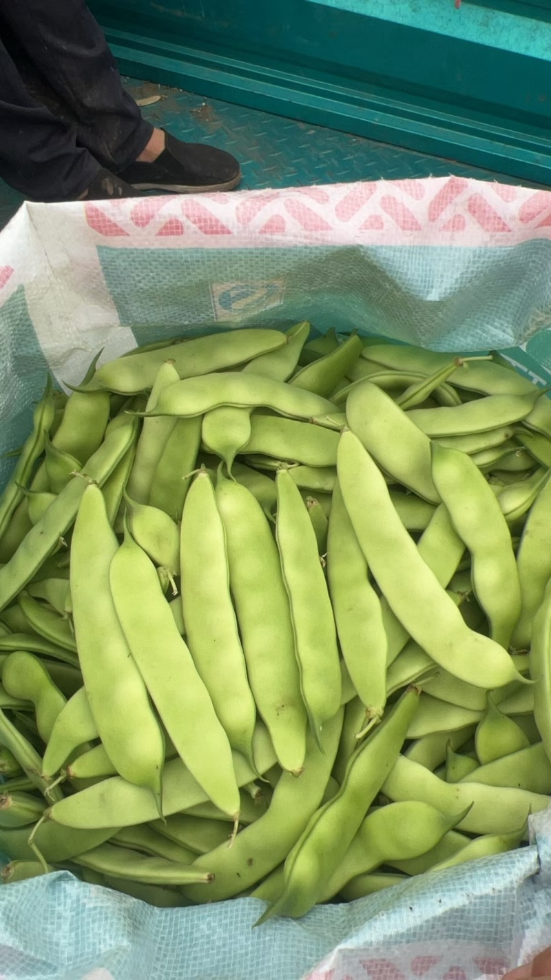 吉林豆角高质量油豆角，蔬菜之乡，产地直发。