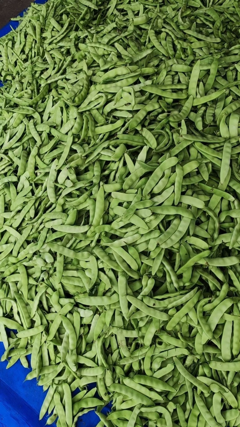 吉林豆角高质量油豆角，蔬菜之乡，产地直发。