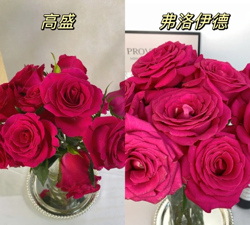 云南直发大花切花四季开花玫瑰花苗种苗多品种新品种盆栽地栽