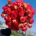云南直发大花切花四季开花玫瑰花苗种苗多品种新品种盆栽地栽