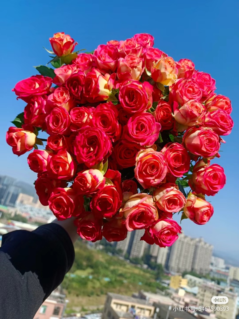 云南直发大花切花四季开花玫瑰花苗种苗多品种新品种盆栽地栽