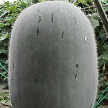 自己家基地，精品小米冬瓜