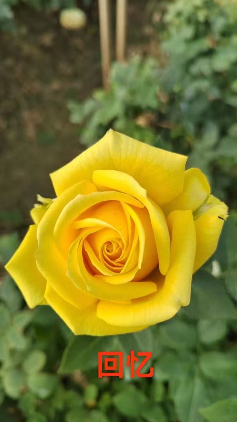 四季玫瑰杯苗带土发货成活率高四季开花月季苗玫瑰苗大花苗