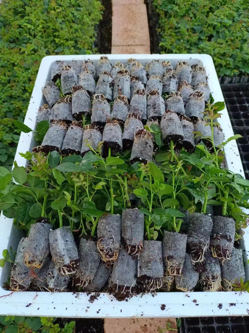 四季玫瑰杯苗带土发货成活率高四季开花月季苗玫瑰苗大花苗