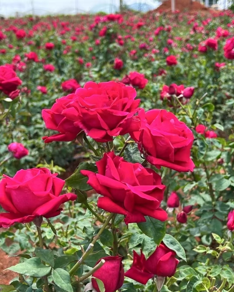 四季玫瑰杯苗带土发货成活率高四季开花月季苗玫瑰苗大花苗