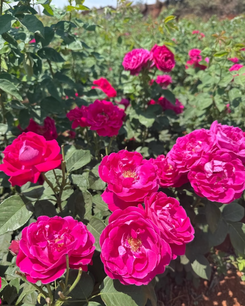 四季玫瑰杯苗带土发货成活率高四季开花月季苗玫瑰苗大花苗