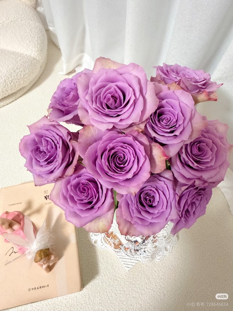 四季玫瑰杯苗带土发货成活率高四季开花月季苗玫瑰苗大花苗