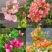 三角梅基地直发批发价低价重瓣彩色新品种盆栽苗勤花品种杯苗