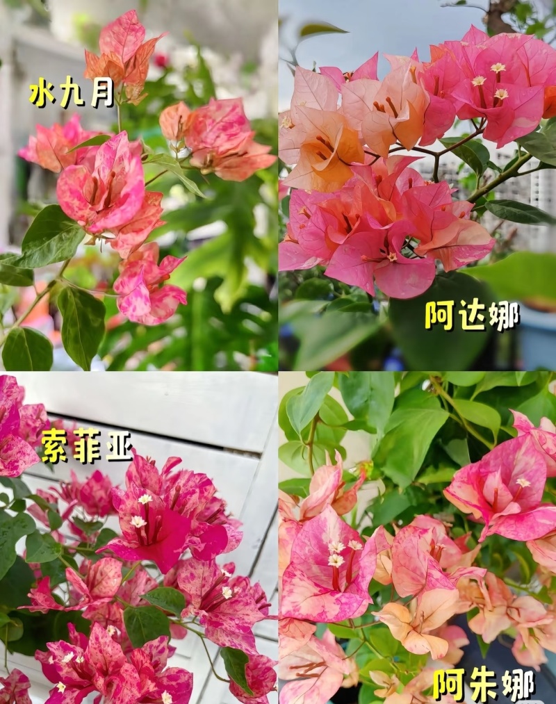 三角梅基地直发批发价低价重瓣彩色新品种盆栽苗勤花品种杯苗