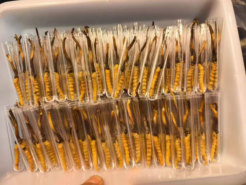 鲜冬虫夏草0.3-0.8新鲜现挖规格全量大优品质保