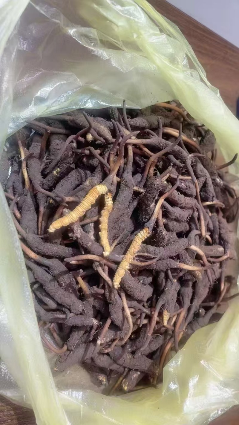 鲜冬虫夏草0.3-0.8新鲜现挖规格全量大优品质保