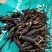鲜冬虫夏草0.3-0.8新鲜现挖规格全量大优品质保