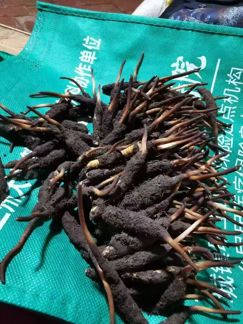 鲜冬虫夏草0.3-0.8新鲜现挖规格全量大优品质保