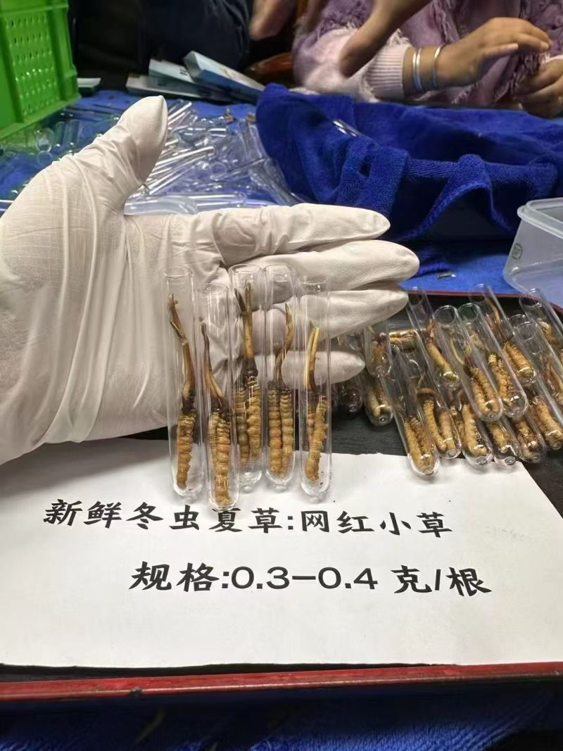 鲜冬虫夏草0.3-0.8新鲜现挖规格全量大优品质保