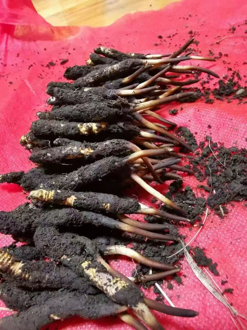 鲜冬虫夏草0.3-0.8新鲜现挖规格全量大优品质保